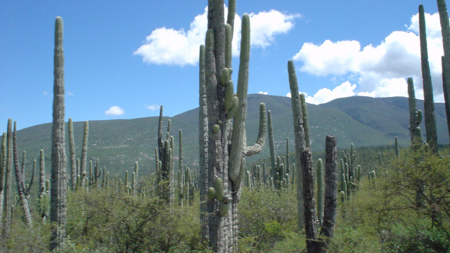 cactus in puebla mexico