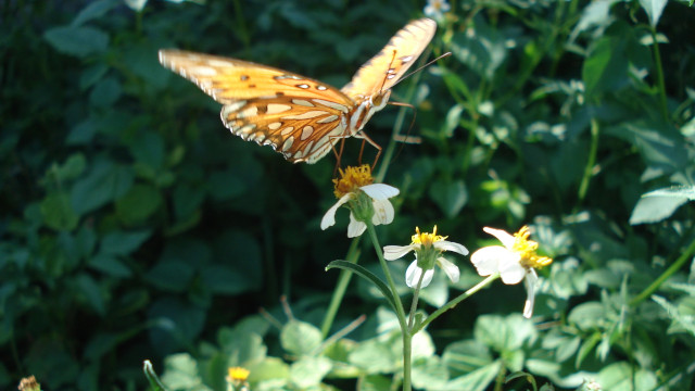 original photo of butterfly