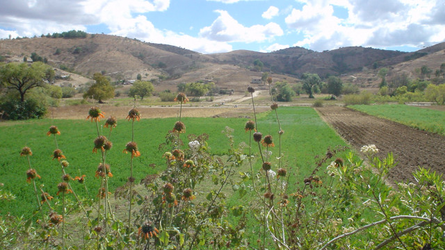 field of flowers in unreached people group